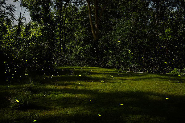 My backyard, Tivoli, NY 7/10/14