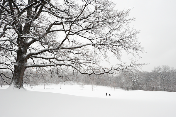 The White Oaks No. 2
