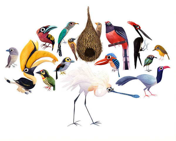Aves