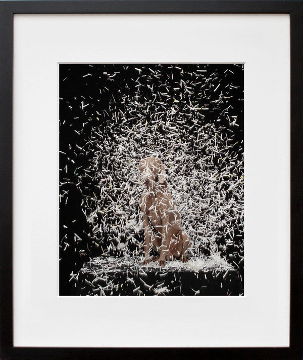 William Wegman's Blizzard in black frame