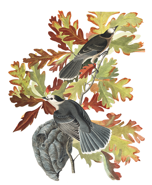 Plate 107: Canada Jay