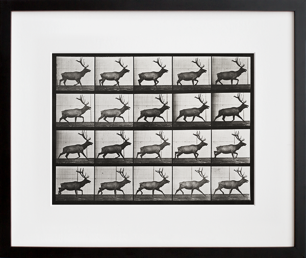 Animal Locomotion: Plate 692 (Elk; trotting)