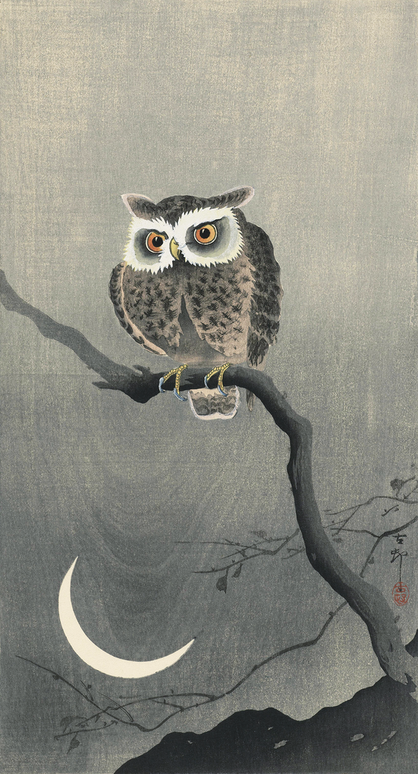 Long-eared owl on bare tree branch