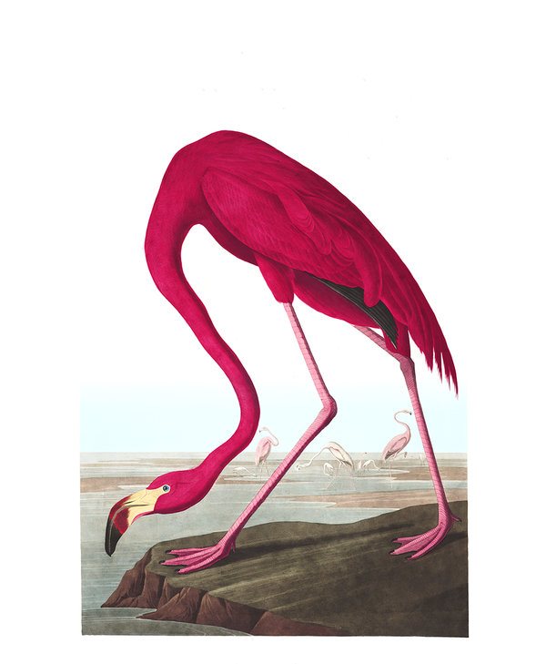 Plate 431: American Flamingo