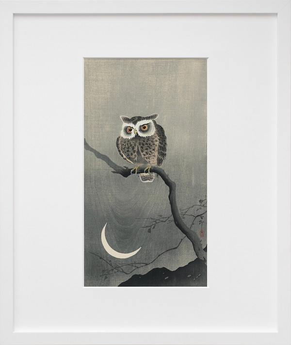 Long-eared owl on bare tree branch