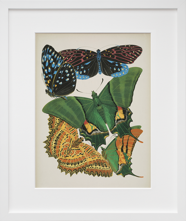 Papillons, Plate 6