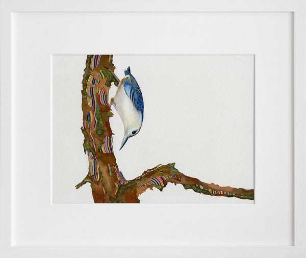 White Breasted Nut Hatch