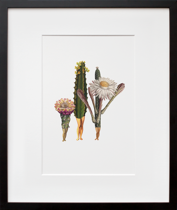 The Cacti