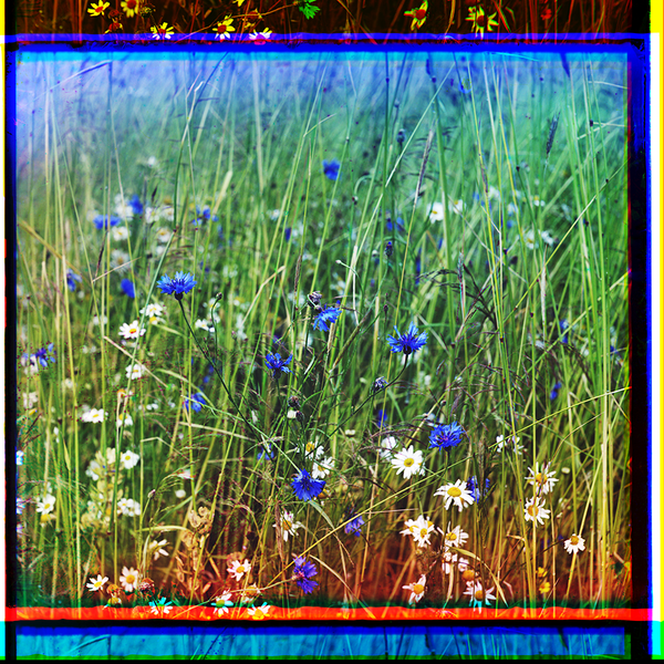 Cornflowers in a field of rye