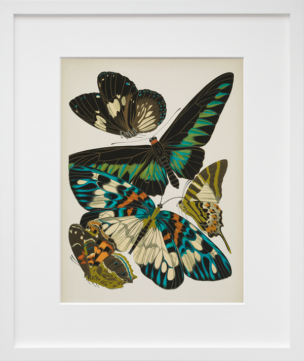 Papillons, Plate 10