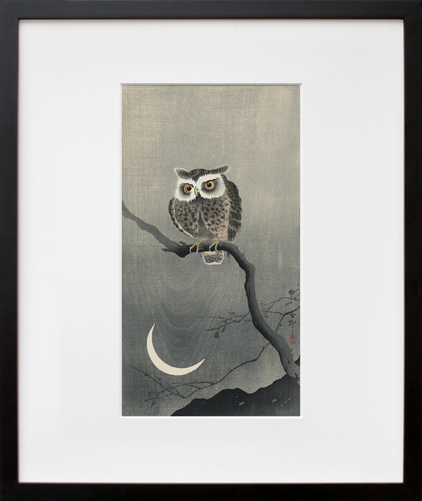 Long-eared owl on bare tree branch