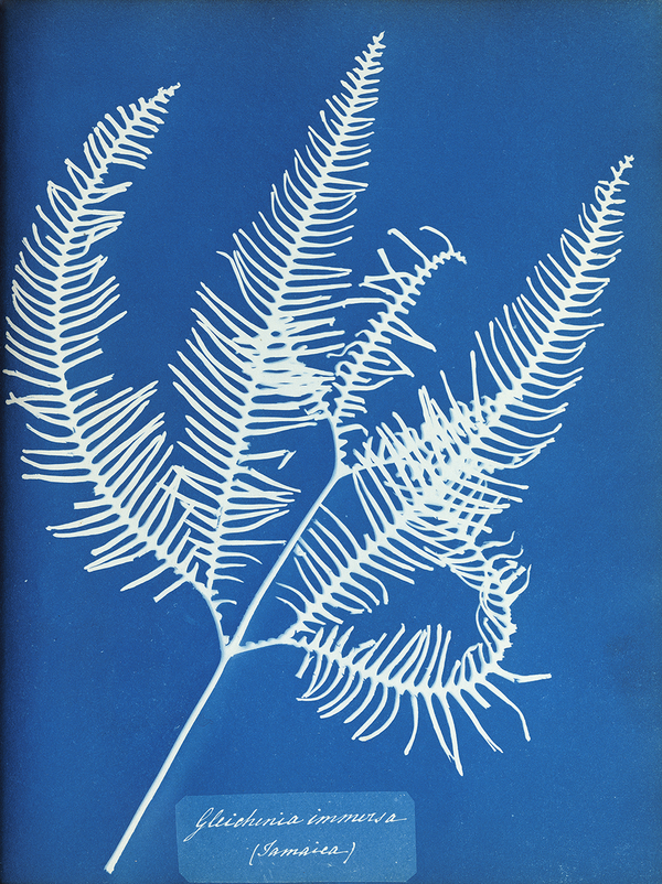 Gleichenia immersa, Jamaica