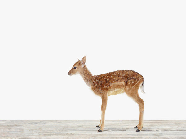 Baby Deer No. 2