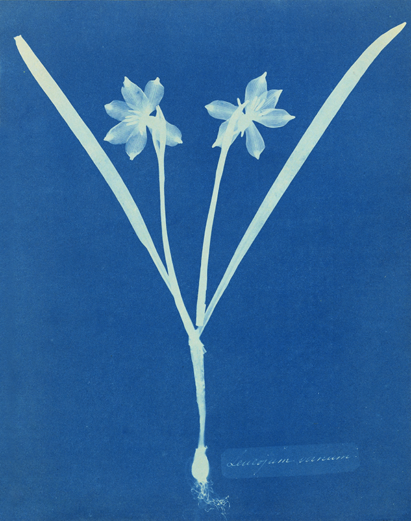 New! Anna Atkins' Botanical Beauties