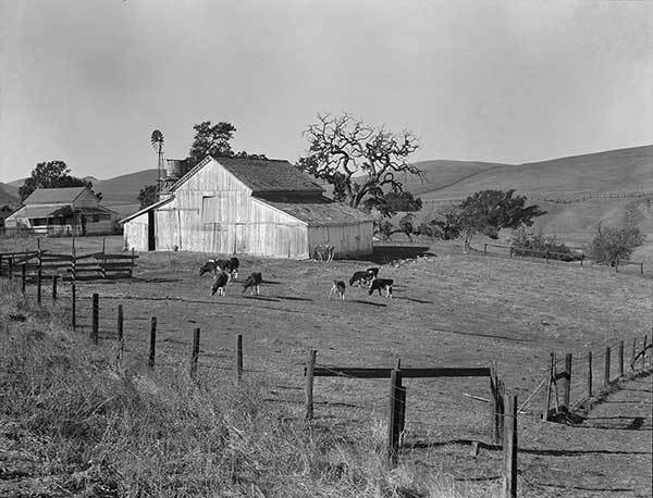 New! A slice of Americana from Dorothea Lange