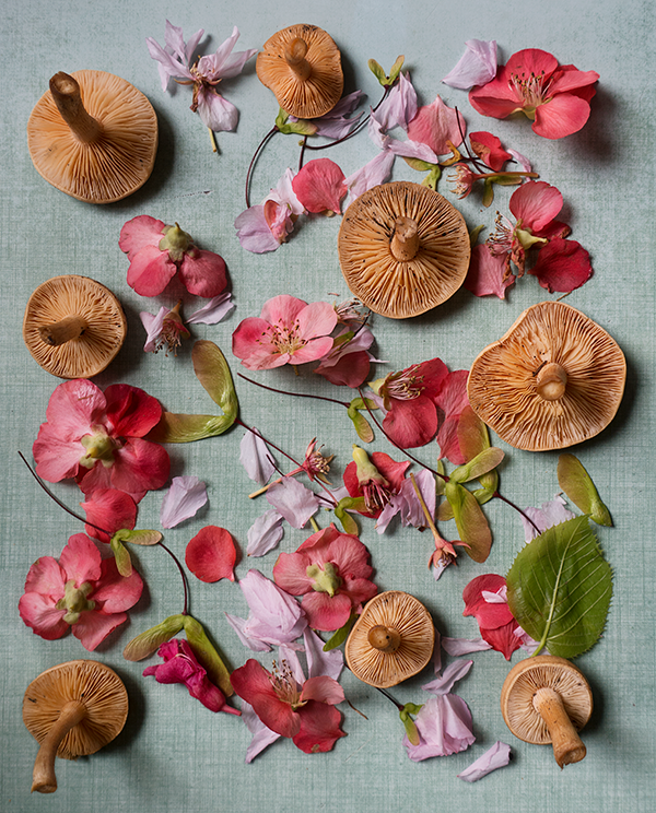 Freshly foraged florals + fungi: Margot Guralnick’s debut photo edition