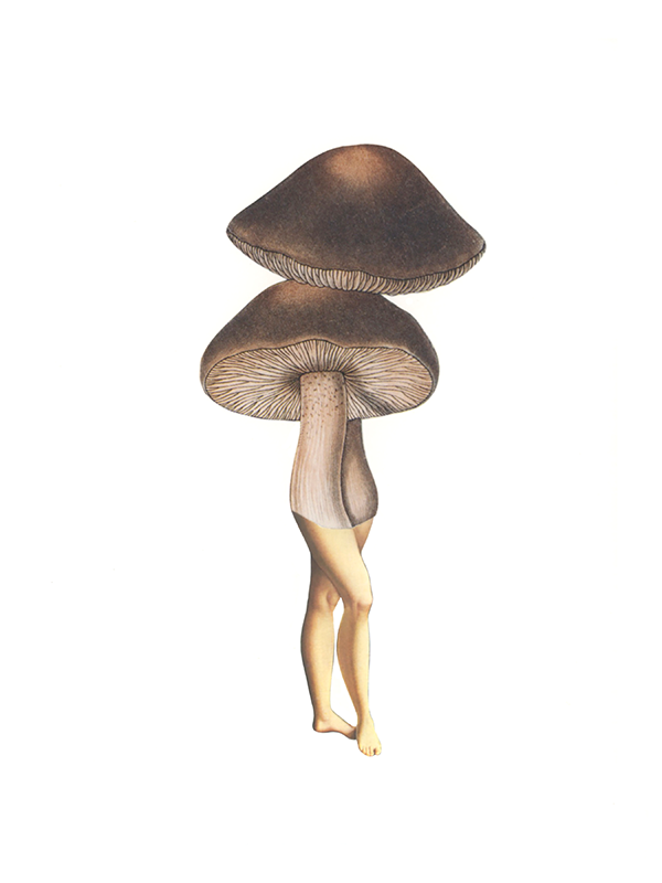 New! These fantastical fungi have legs for days