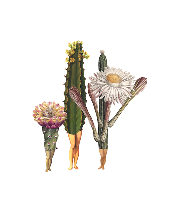 “The Cacti”: fall for Amy Ross’s anthropomorphized flora