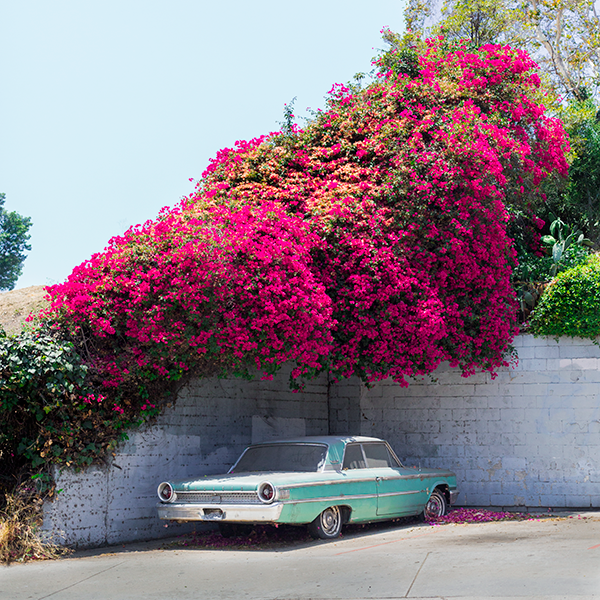 A vintage car + vivid bougainvillea fire up this new Zollman photo