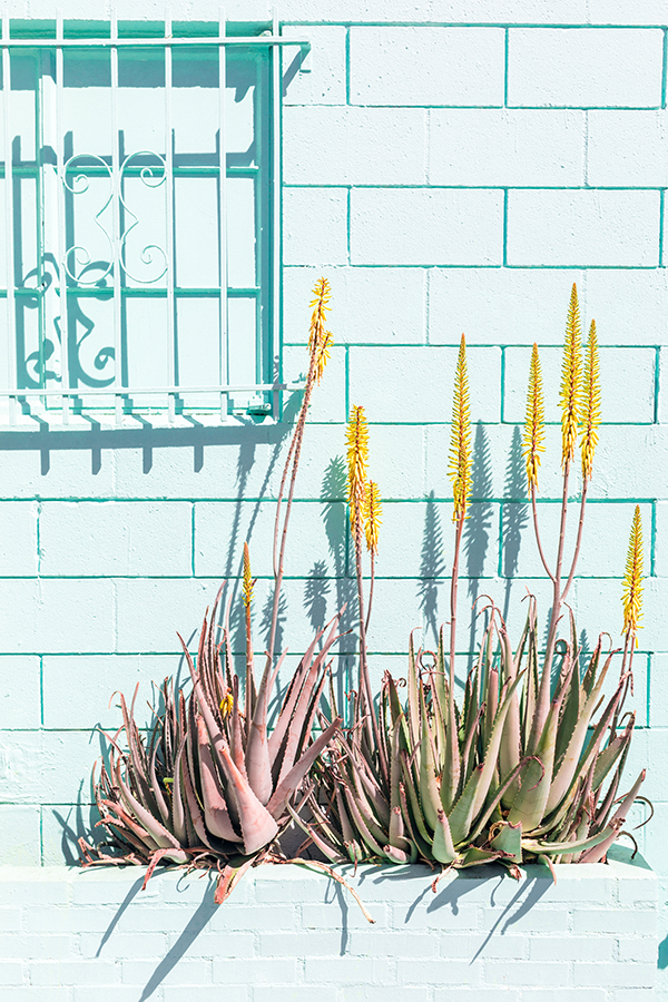 New! Zollman's sunny succulents give back to an amazing org.