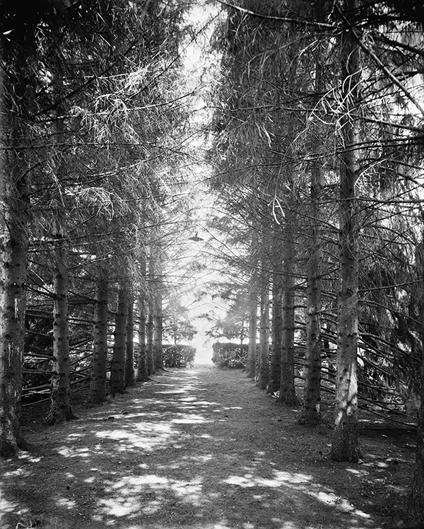 Destined fir greatness: a vintage, tree-lined path in bewitching b+w.
