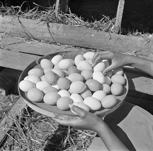 New! A farm-fresh, 40s-era Parks photo to get egg-cited about