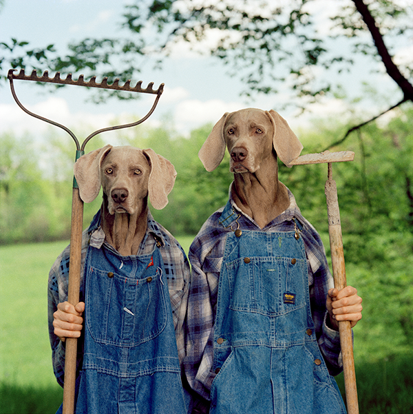 New! William Wegman to benefit MOFGA