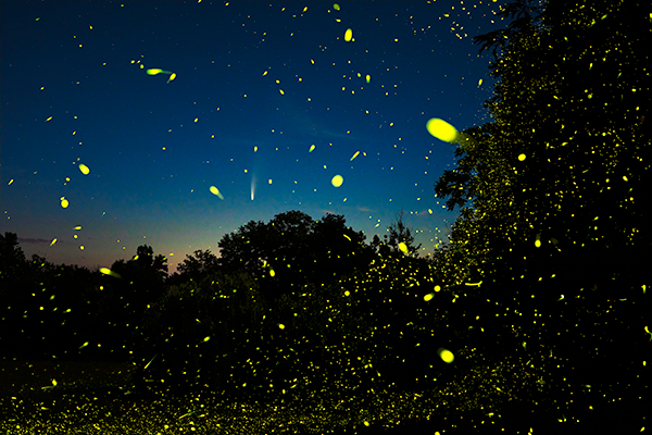 New! The night sky's alive with NEOWISE and fireflies