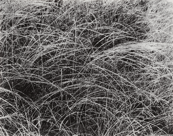 Alfred Stieglitz’s “Rain Drops” Will Shower Your Walls w/ Innovation