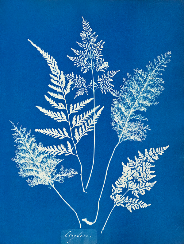 Ceylon by Anna Atkins