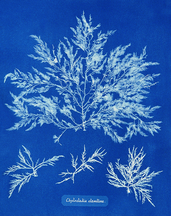 Tangled up in Blue: A New Addition to Our Anna Atkins Collection