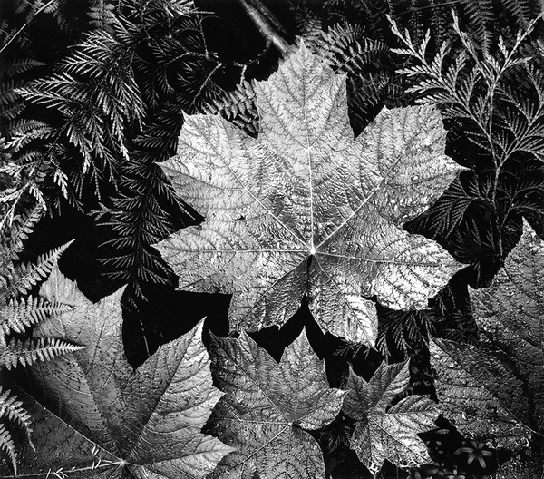This Ansel Adams art stands apart: An unbe-leaf-able new edition