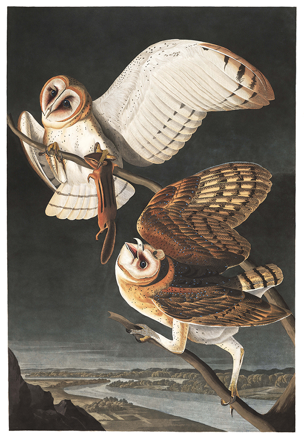 New! Audubon's Barn Owl + More Frightfully Good Art