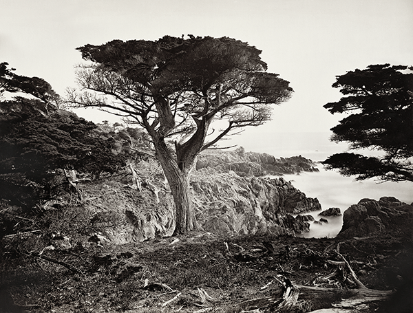 Take the Scenic Route to Carleton Watkins’ “Cypress Point, Monterey”