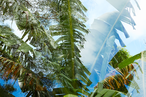 New! Collect Chris Mottalini’s Immersive Tropical Modernism