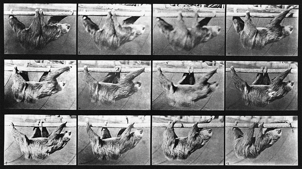 This vintage sloth sequence wants to hang out on your wall