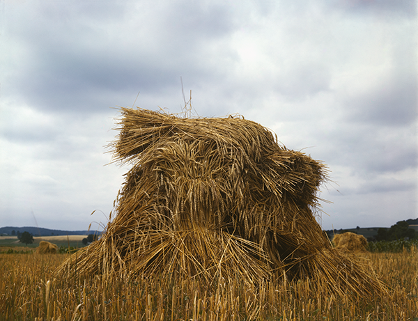 A Vintage Wheat Treat for Your Walls