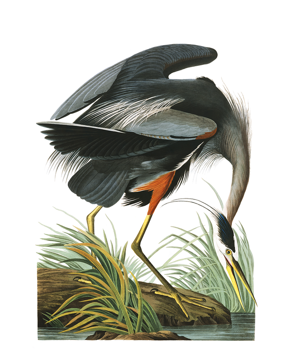On the greatness of Herons—Audubon's + IRL ones
