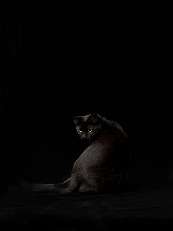 New Photography! Laura Bell’s Black Cat Casts Its Spell on Us