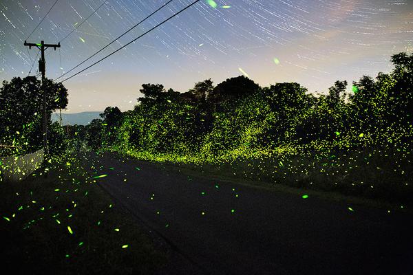 Stay Up Late! Night Skies + Fireflies