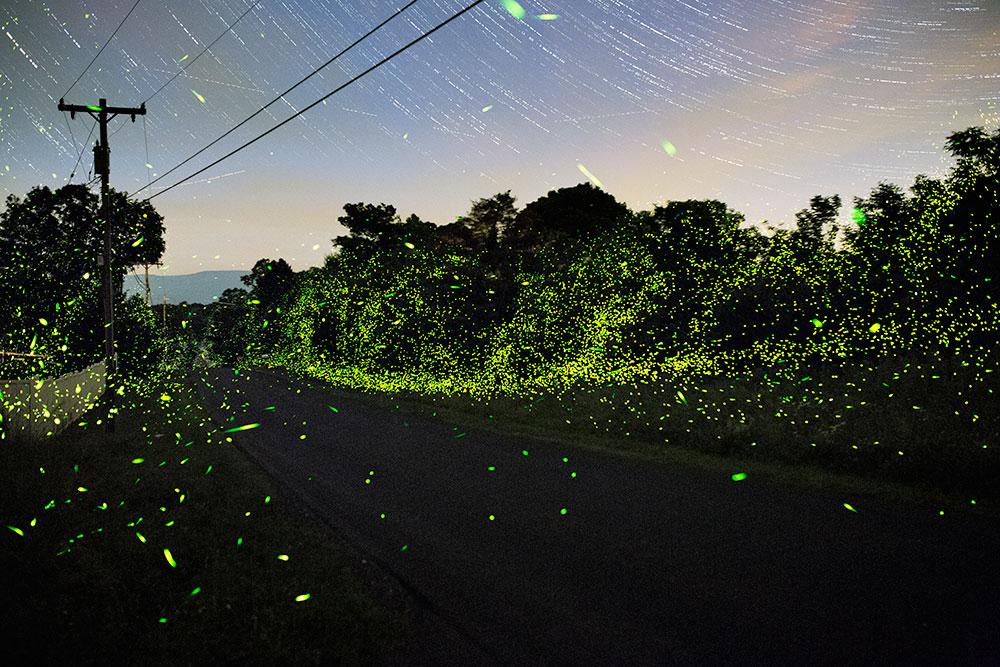 New Art: Pete Mauney's Night Skies + Fireflies