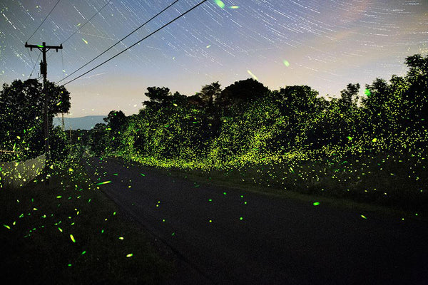 New Art: Pete Mauney's Night Skies + Fireflies