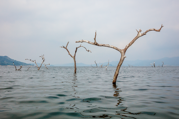 Beneath the surface of Seelie’s stunning “Dead Tree Lake”