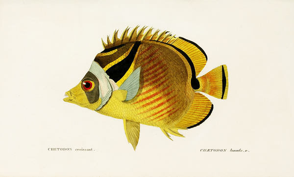 Catch of the day: two French fish illustrations from the 1800s
