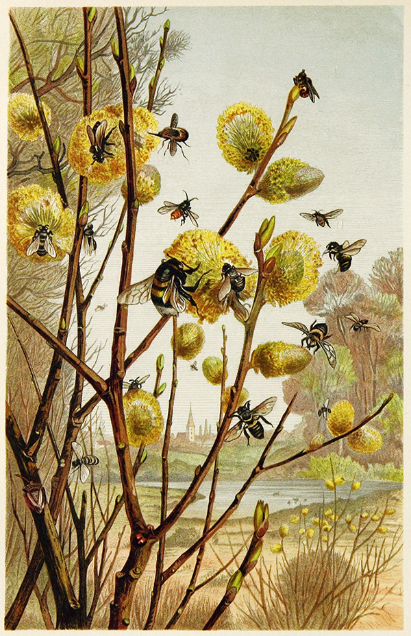 Honeybees + Spring Scenery: The Elegant Side of Entomological Art