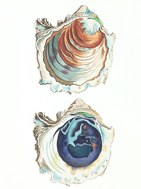 Gorgeousness on the Half Shell: Two New Vintage Seashell