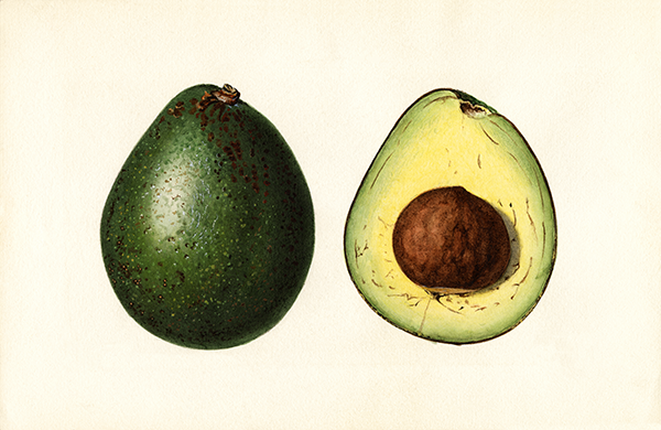 Holy guacamole! Feast your eyes on this vintage avocado illustration.