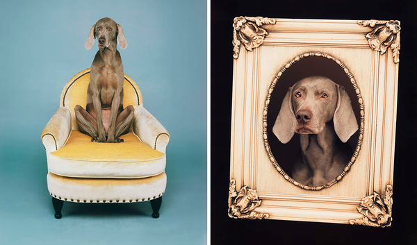 New! William Wegman captures a portrait + a pose