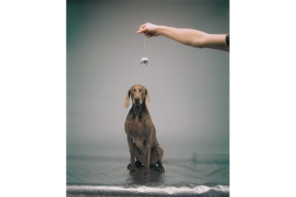 William Wegman’s Party of One