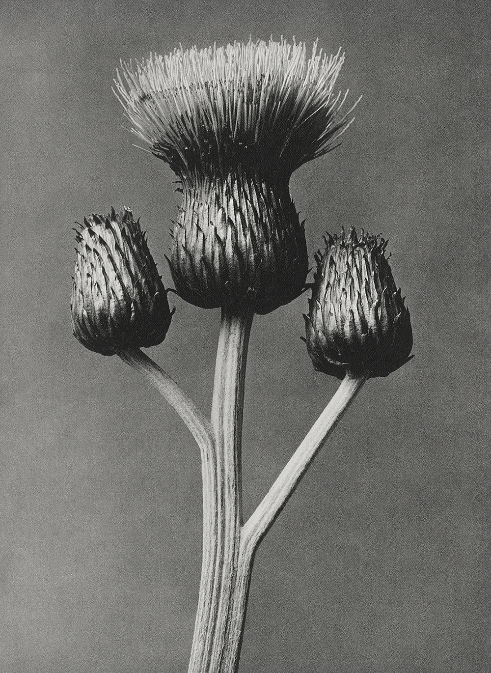 New! Karl Blossfeldt's expressive plant portraiture
